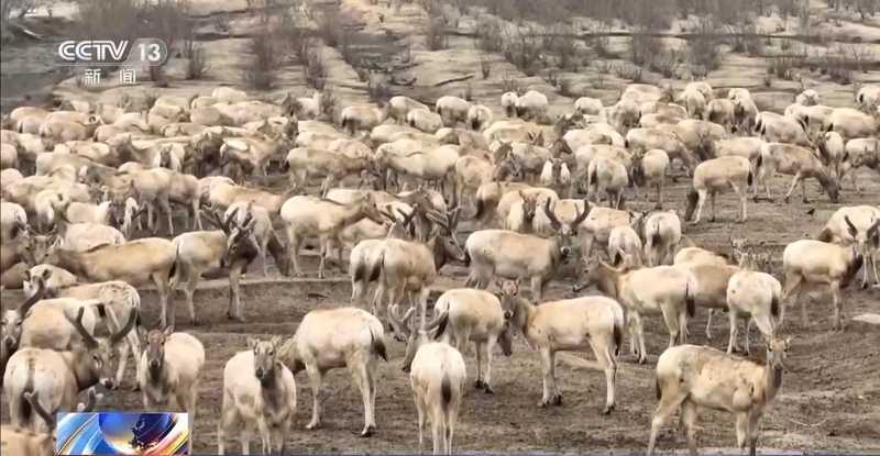  野生动植物保护成效显著；种群复苏故事频现；生态体系持续优化。 文化旅游