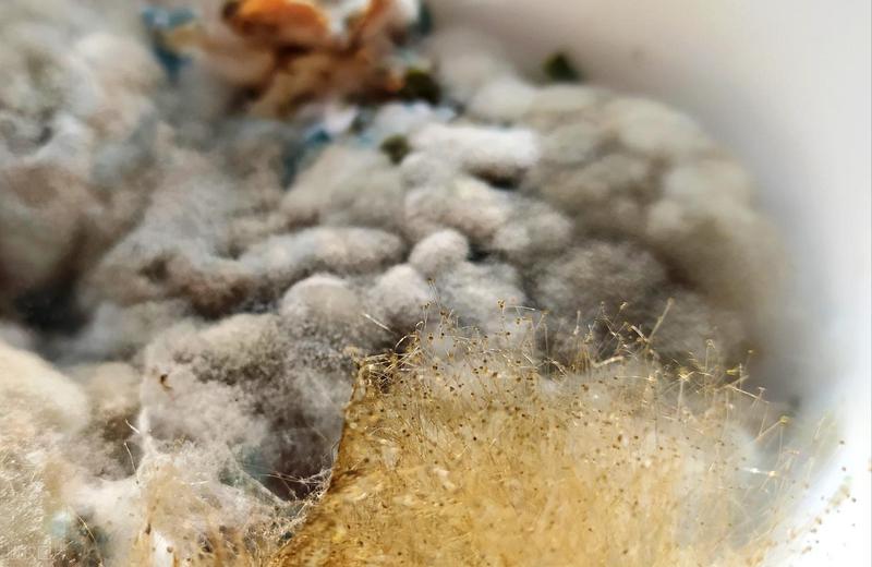  冰箱里的“隐形杀手”：一份被忽视的家庭生存指南 健康养生